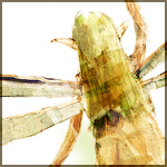 4月のいたずら妖精